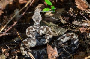 Vipera ammodytes or nose horned viper, the most dangerous European poisonous snake in natural habitat